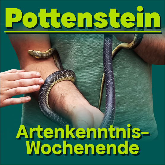 Drittes Artenkenntnis-Wochenende in Pottenstein