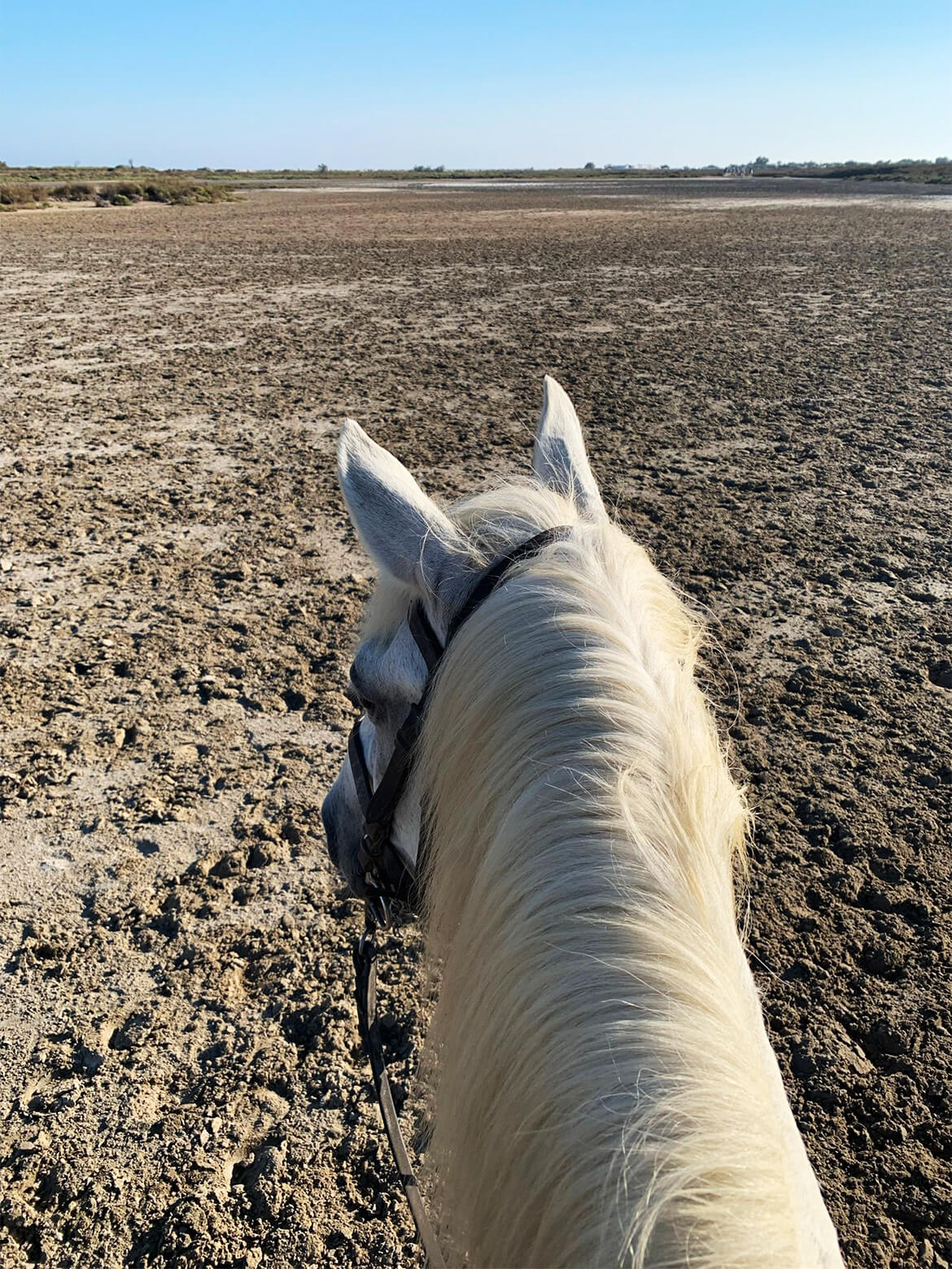 Blick vom Rücken eines Pferdes auf eine weiße Mähne