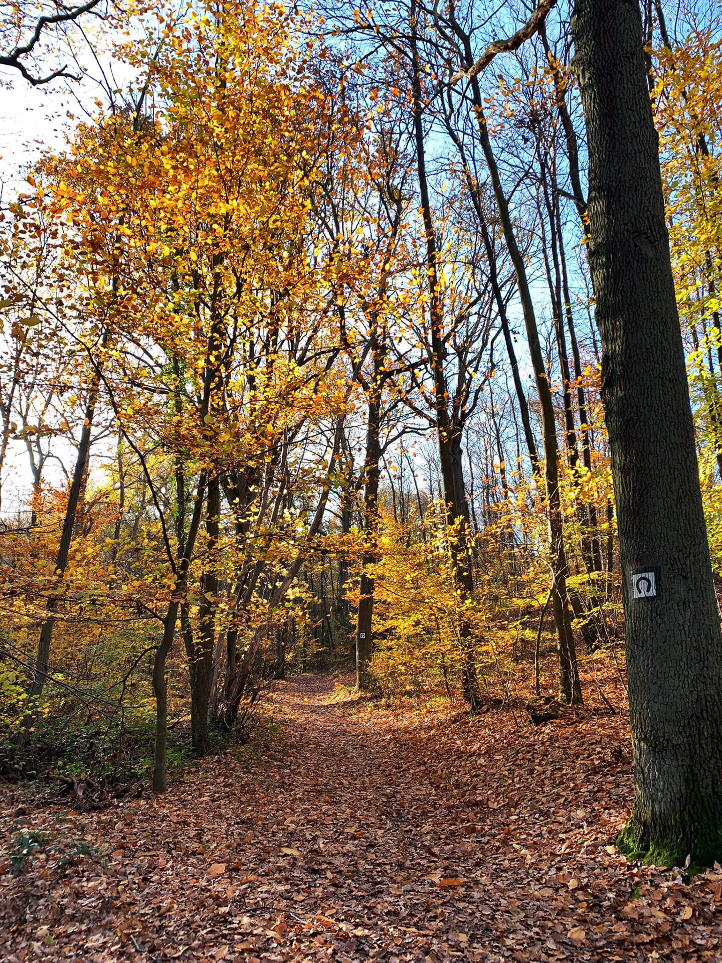 Wanderweg durch einen herbstlichen Wald