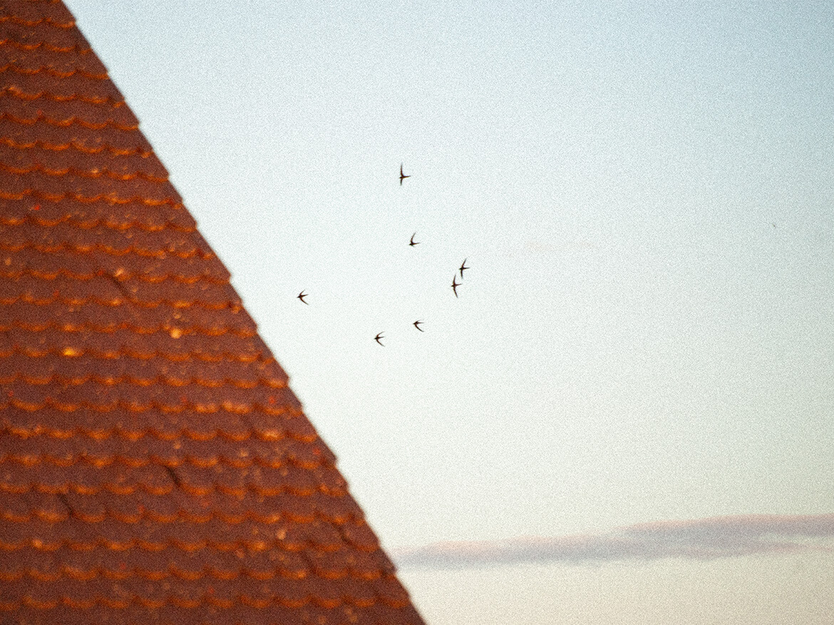 Mauersegler im Sturzflug