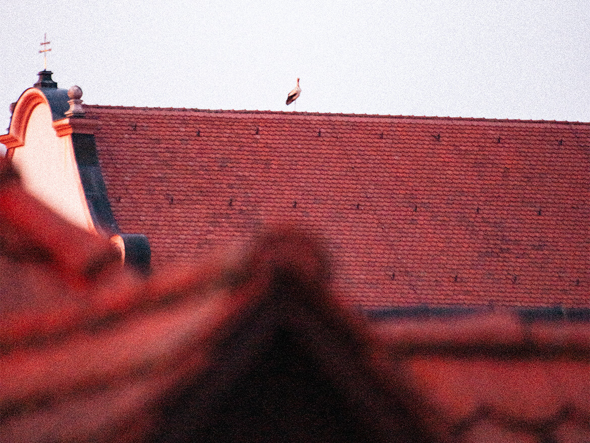 Storch auf Kirche