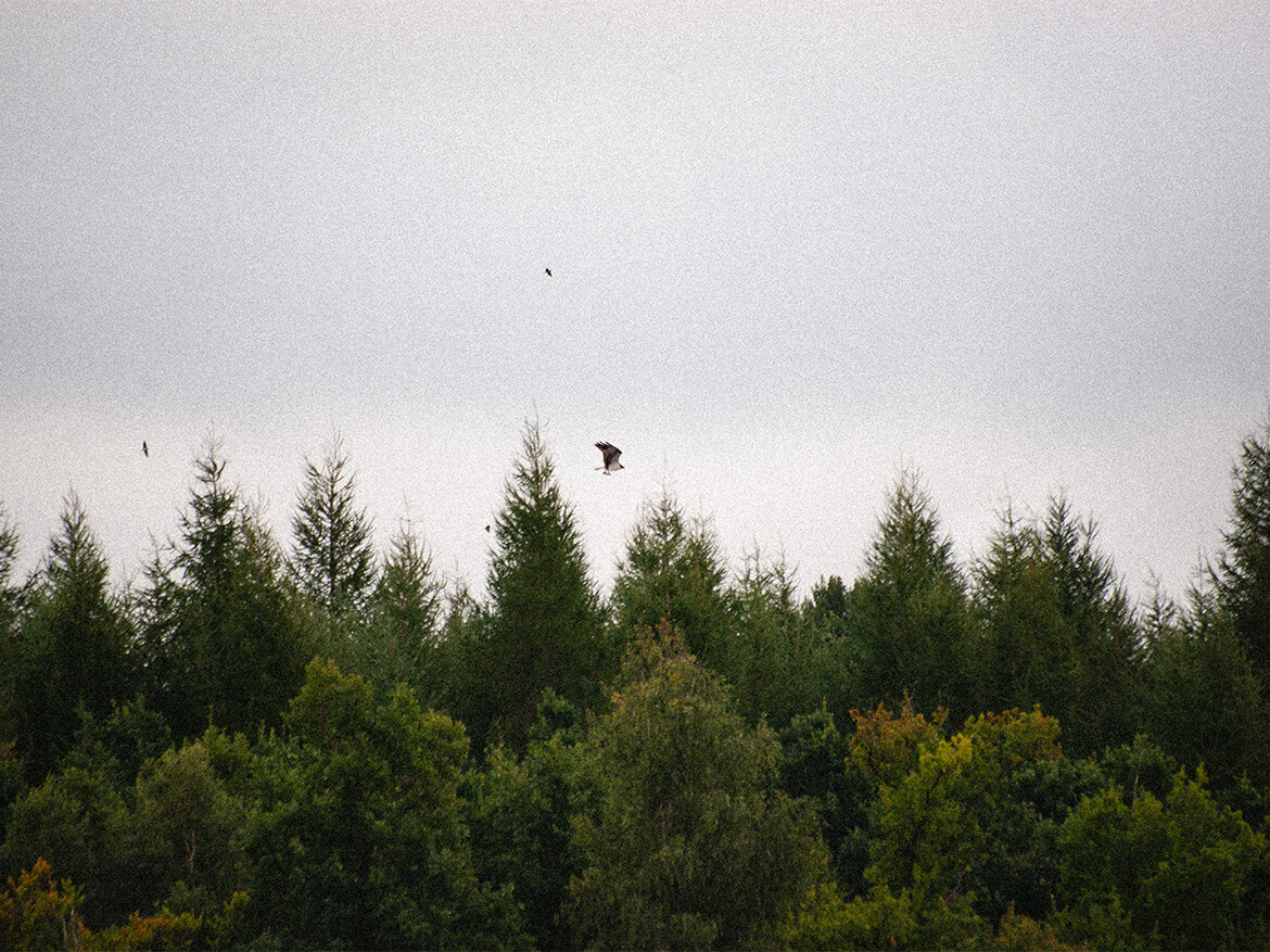 Seeadler mit Beute