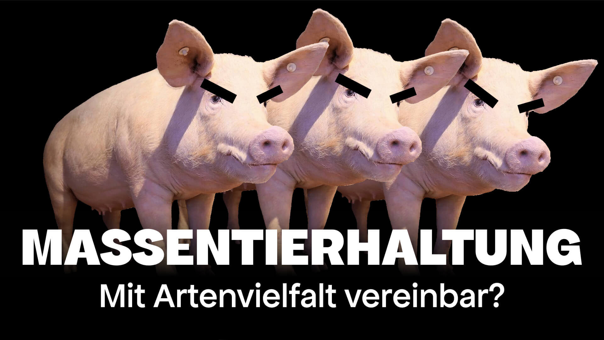 Drei Schweine mit zornigen Gesichtern auf schwarzem Hintergrund