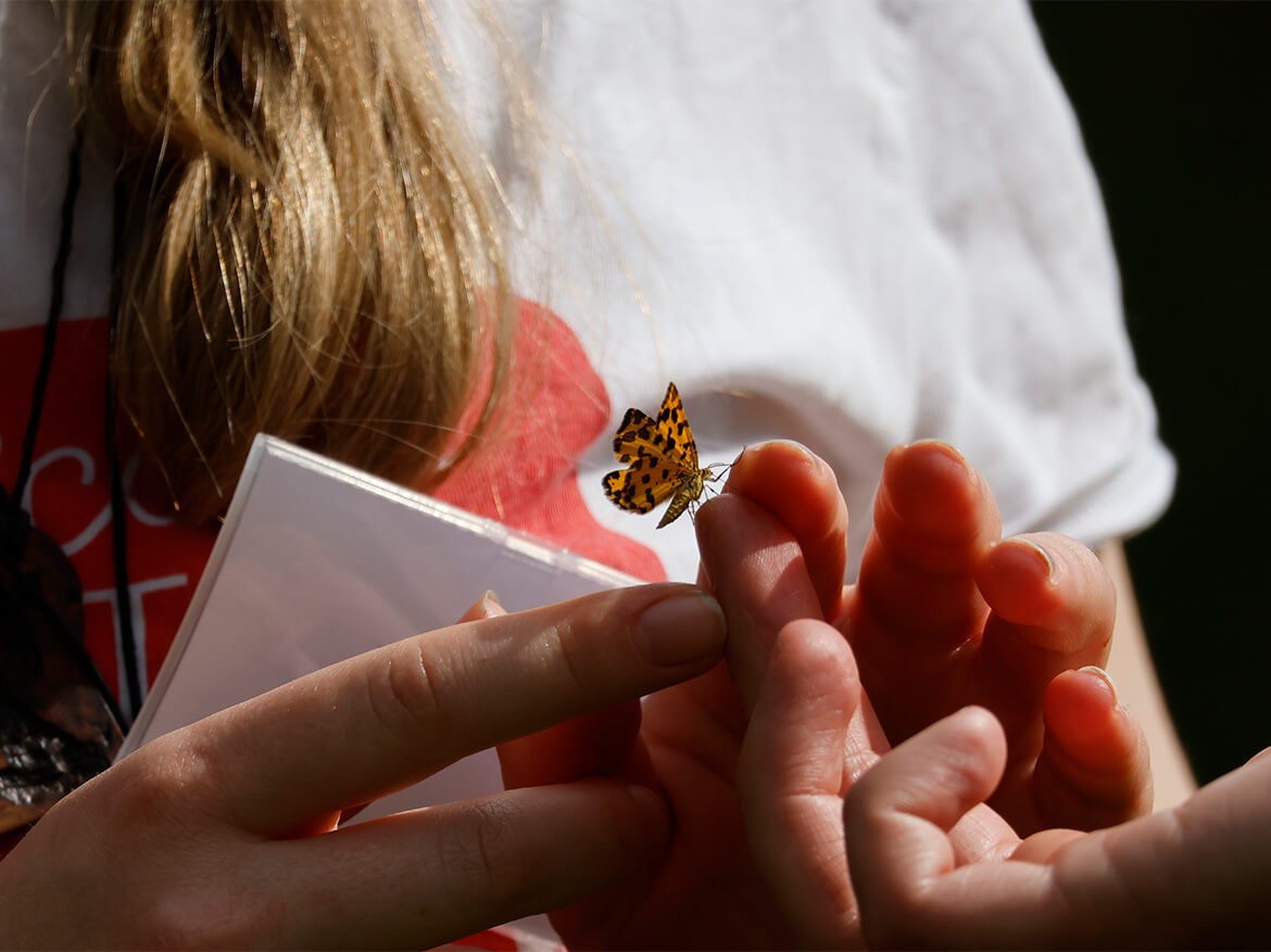 Ein zierlicher orangener Schmetterling mit vielen dunklen Punkten sitzt auf der Fingerspitze einer Hand