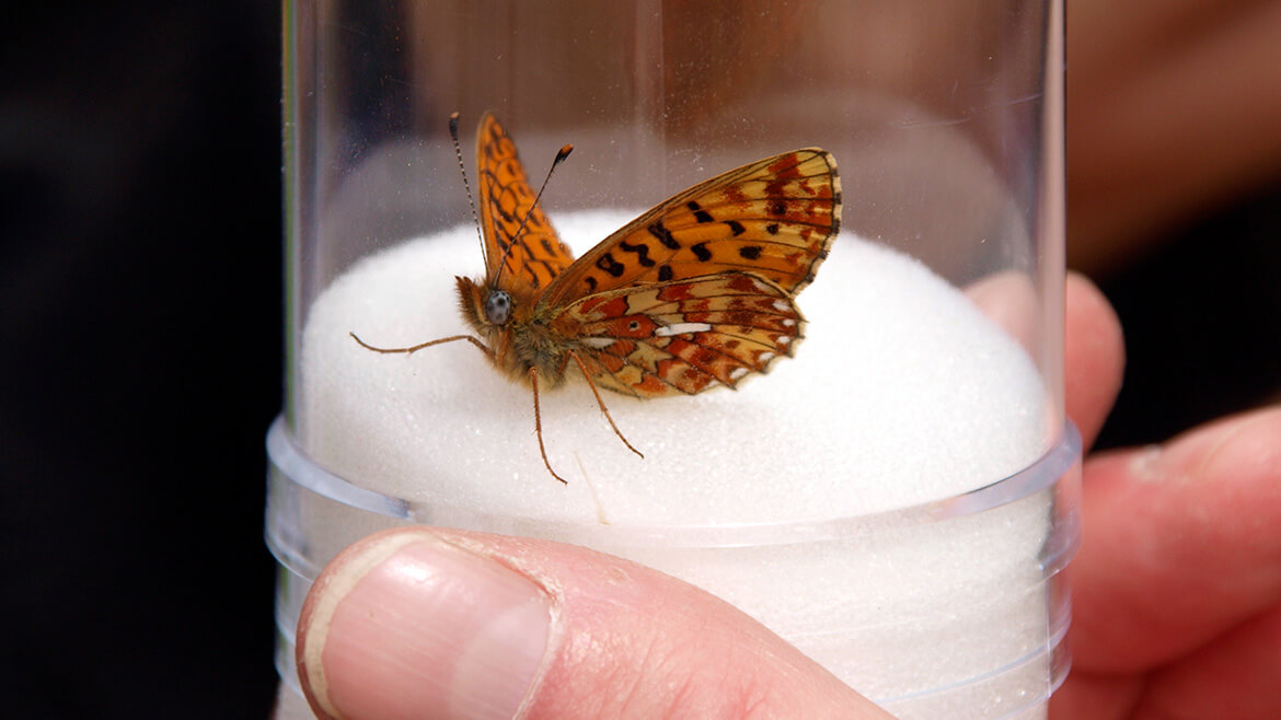 Ein rostrotes Exemplar der Boloria Euphrosyne im CloseUp