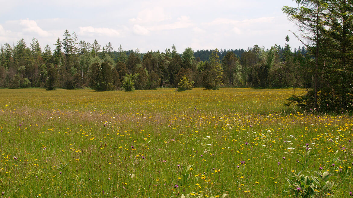 Eine blühende Wiese umrandet von Nadelbäumen