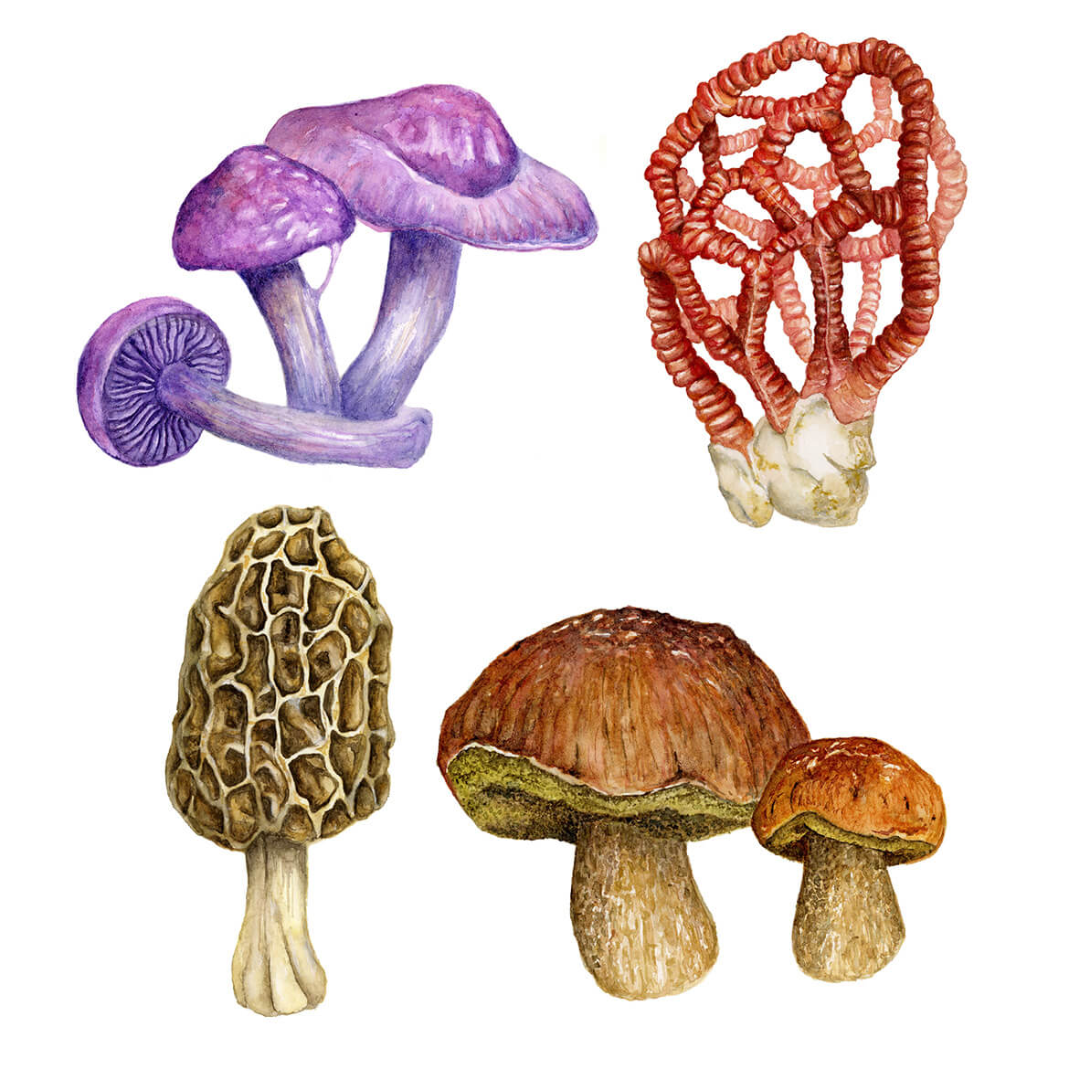 Vier Pilze mit stark unterschiedlichen Formen und Farben