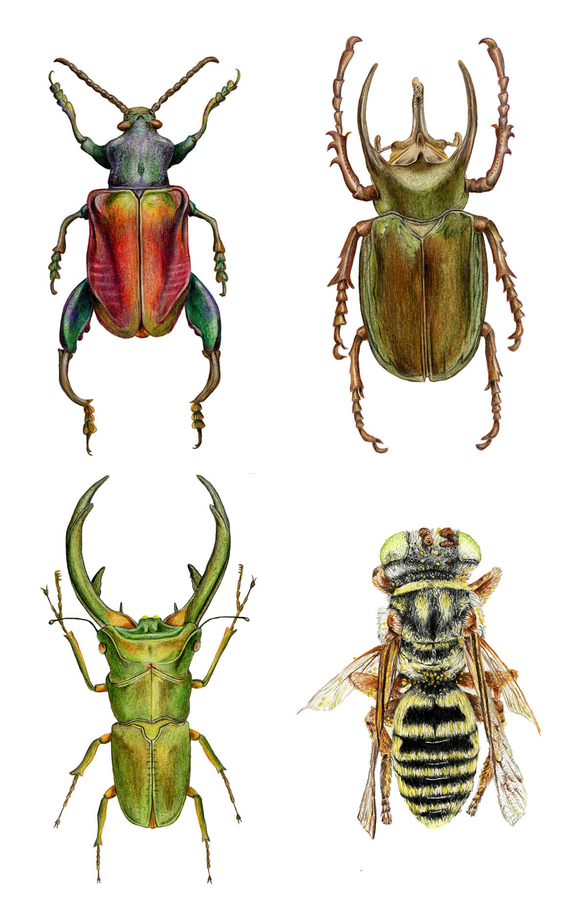 Buntstift-Abbildungen eines schillernden Froschbeinkäfers, eines Altlaskäfers, eines Riesenhirschkäfers mit beeindruckenden Beißzangen und einer Biene