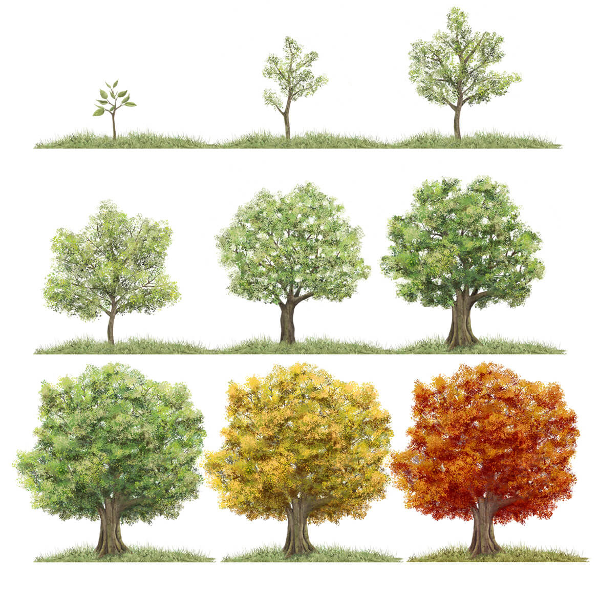 Illustration eines Baums in unterschiedlichen Entwicklungsstadien