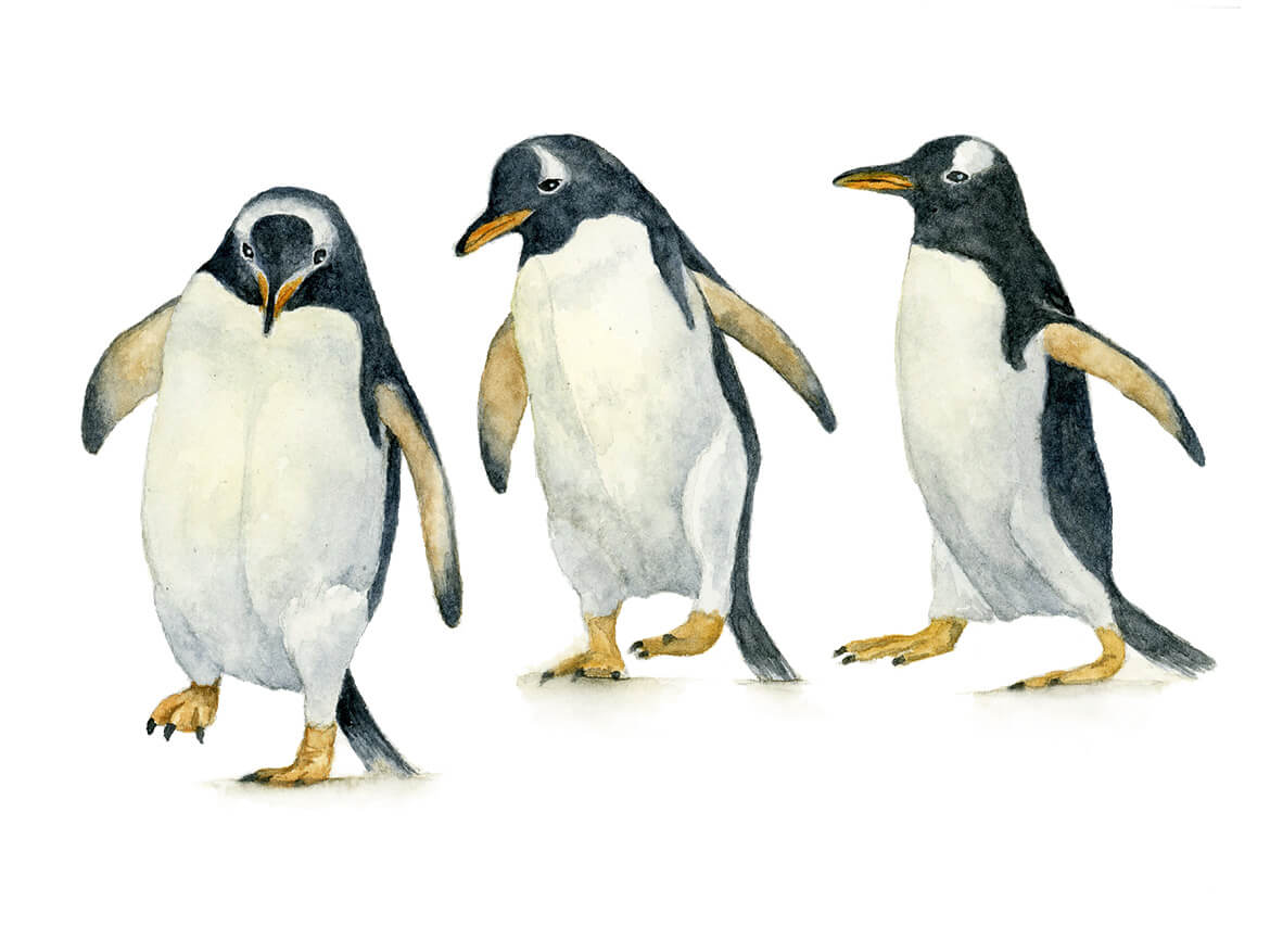 Illustration von drei watschelnden Pinguinen