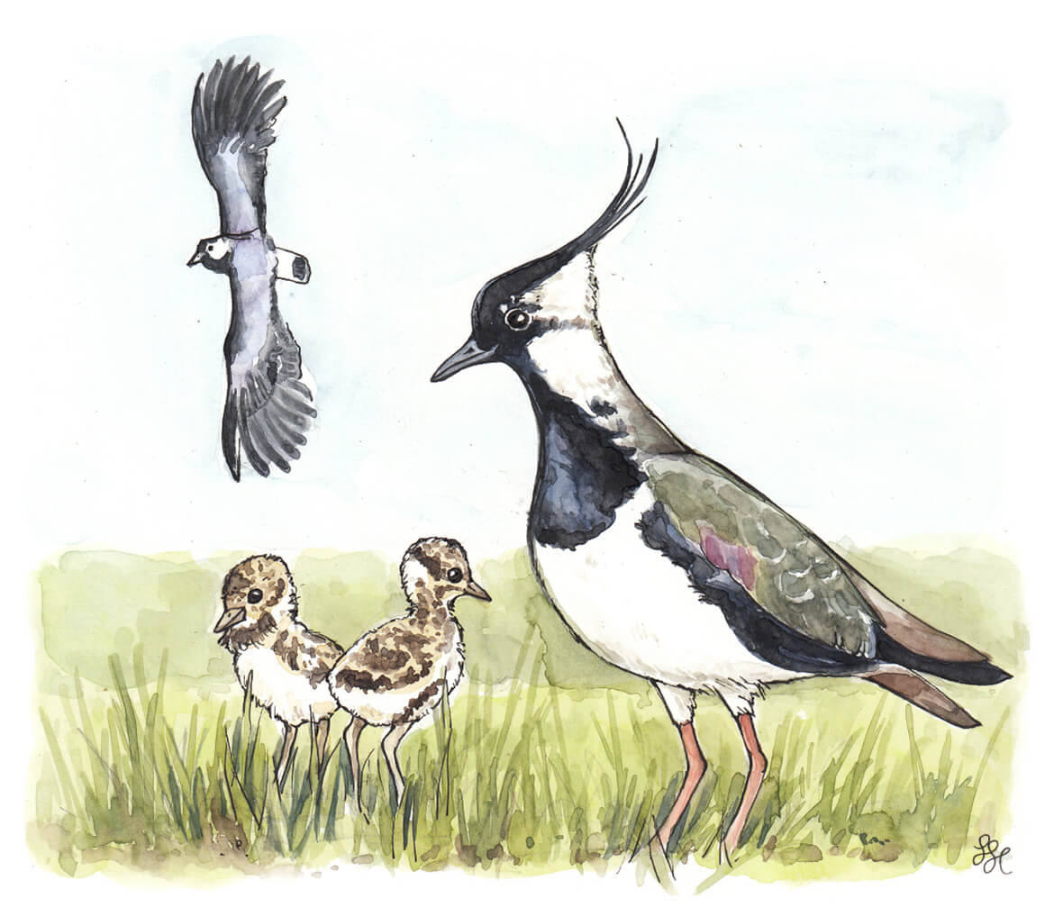 Illustration einer Kibitzmutter mit zwei Küken, in Hintergrund fliegt ein weiterer augewachsener Kibitz
