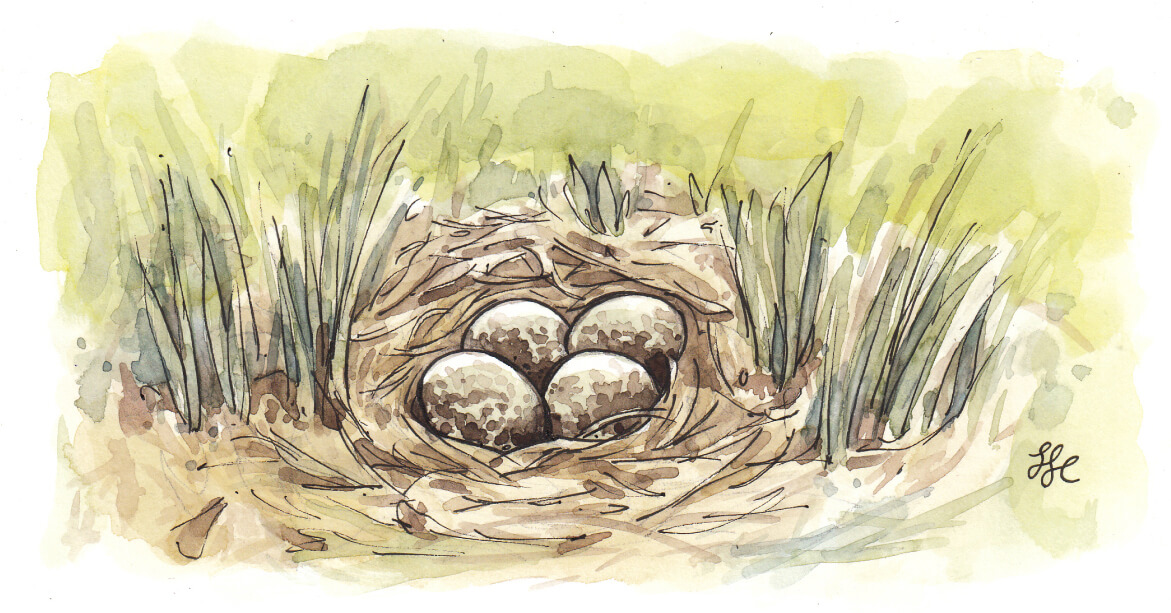 Wasserfarbenzeichnung von bräunlichen Kibitz-Eiern in ihrem Nest