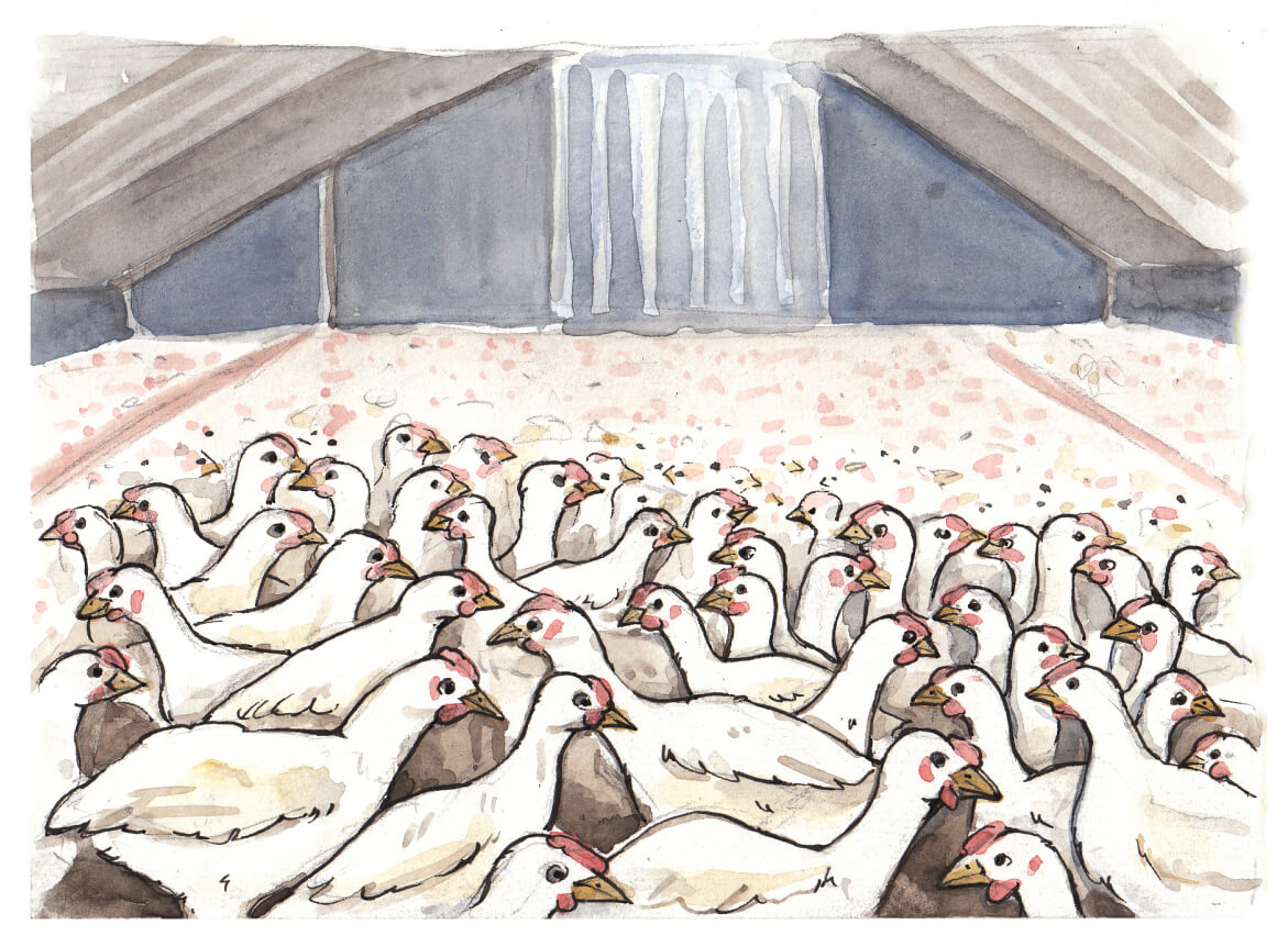 Sehr viele Hühner, die sehr dicht gedrängt auf sehr engem Raum in einem Stall leben müssen