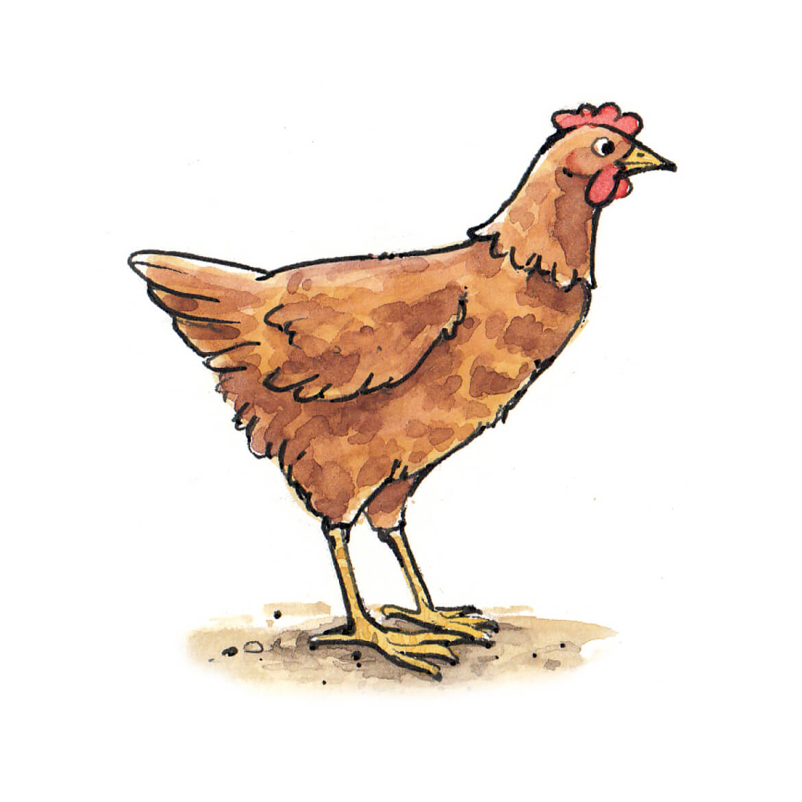 Illustration eines braunen Huhns