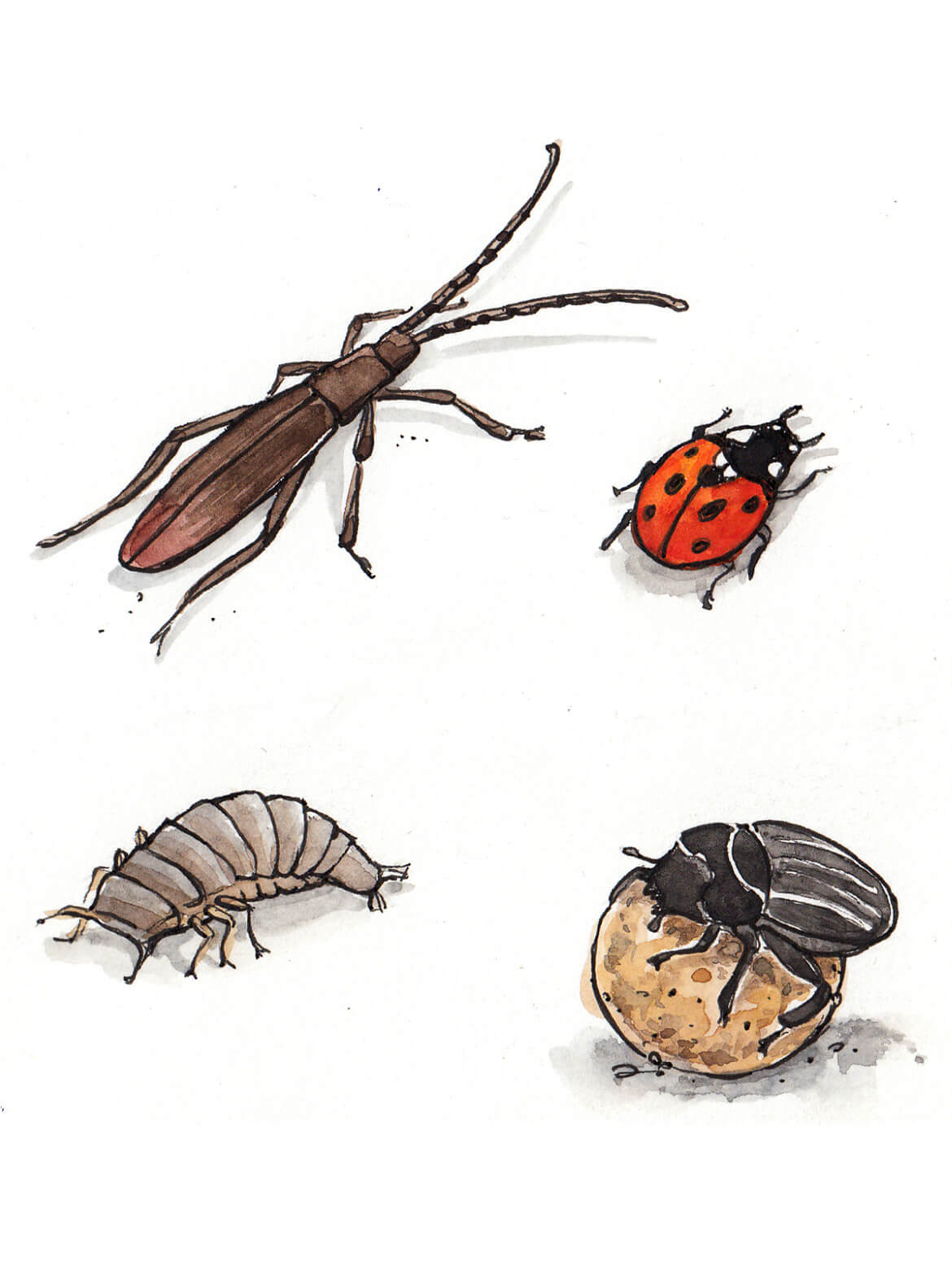 Illustration von vier kleinen Käfern, unter ihnen ein Marienkäfer und ein schwarzer Pillendreher mit seiner Kugel aus Dung