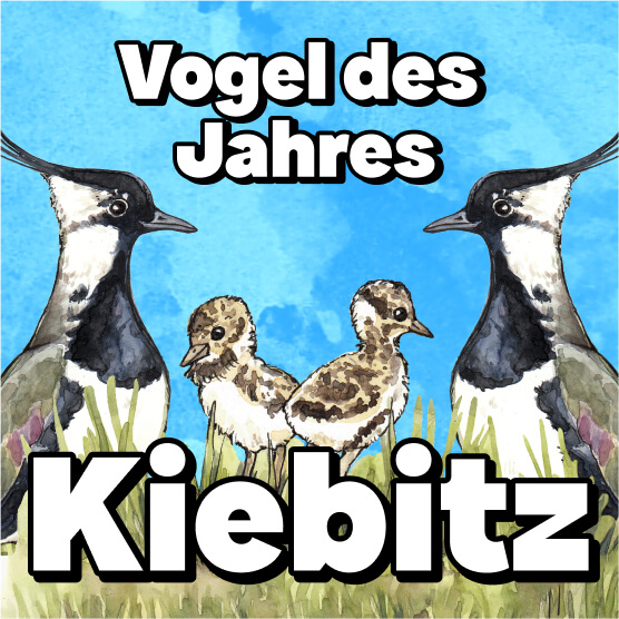 Vogel des Jahres: der Kiebitz