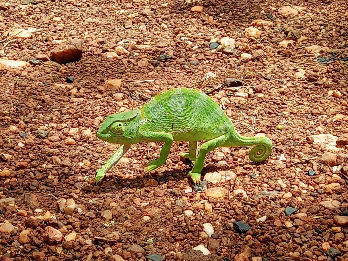 Ein Camelion spatziert über den roten, erdigen Boden