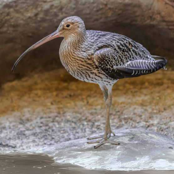 Großer Brachvogel