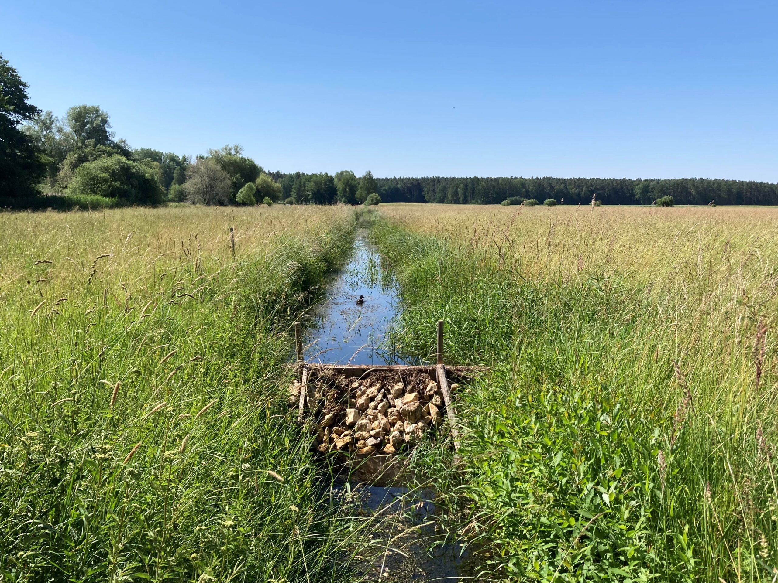 Stau mit Ente_Lucia Gruber