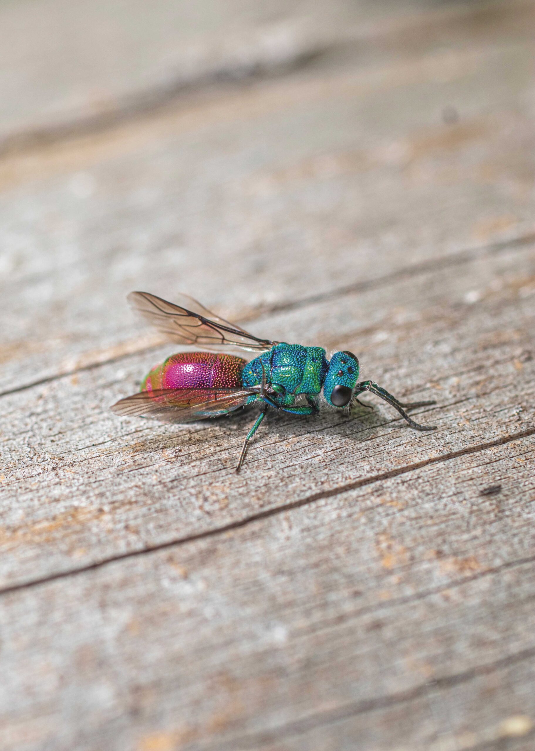 A_AK2_3_Luis_Grygier (OR)