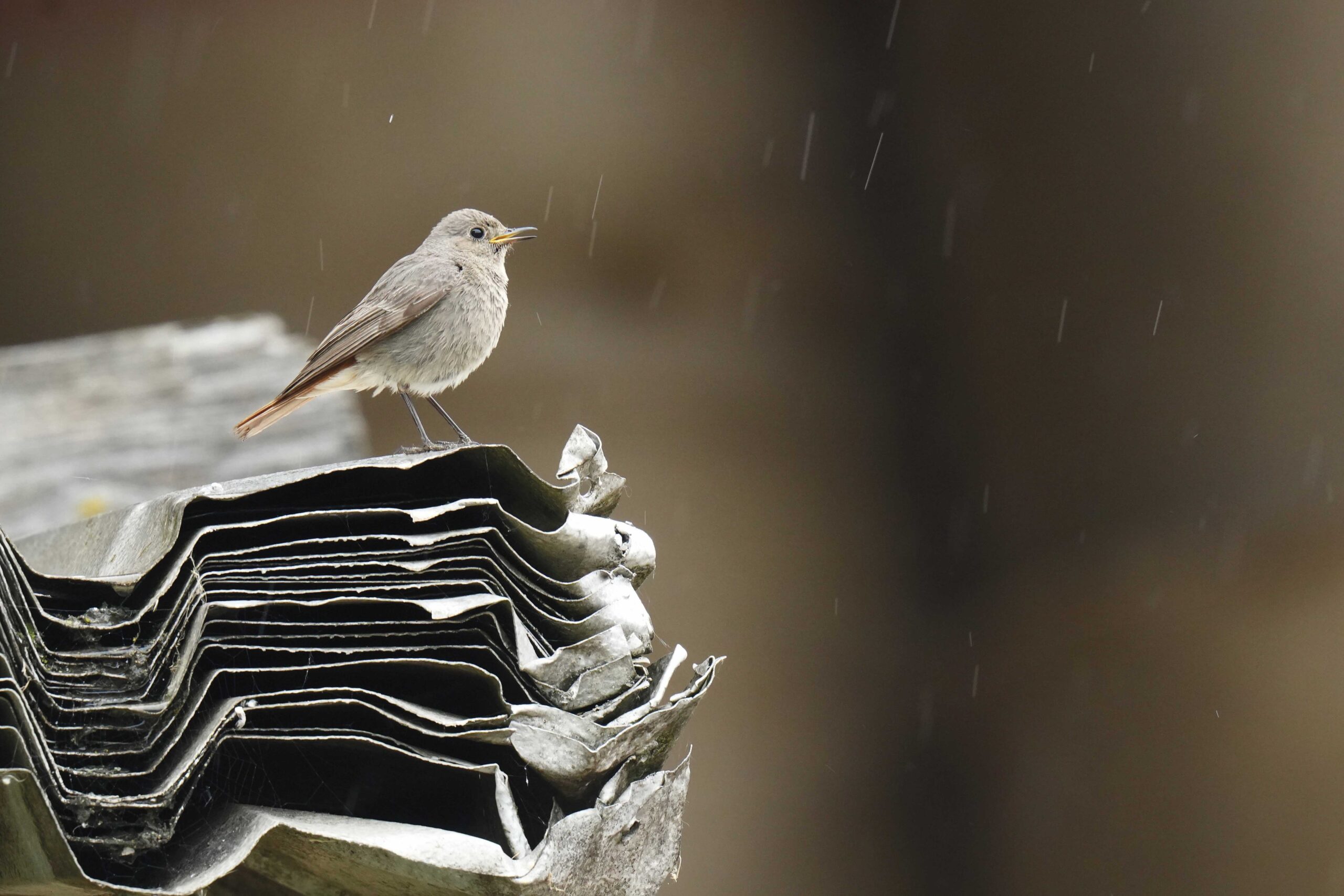 SP_Paednetz_Lorenz_Henze