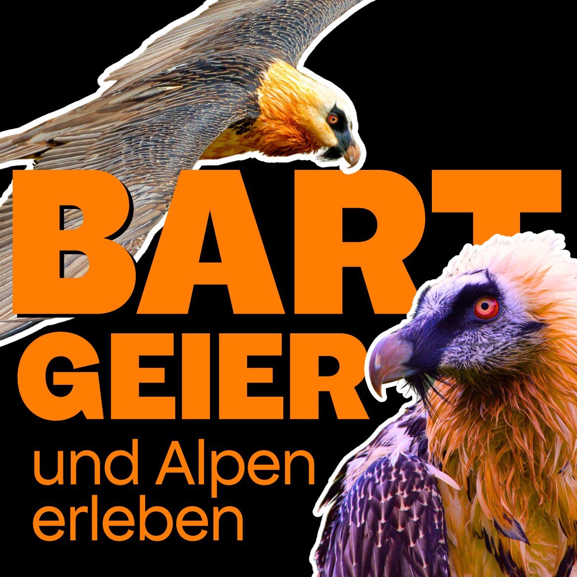 _Wildwuchs 2026 1×1 ThumbnailsHintergründe (1165 x 1165 px) (15)