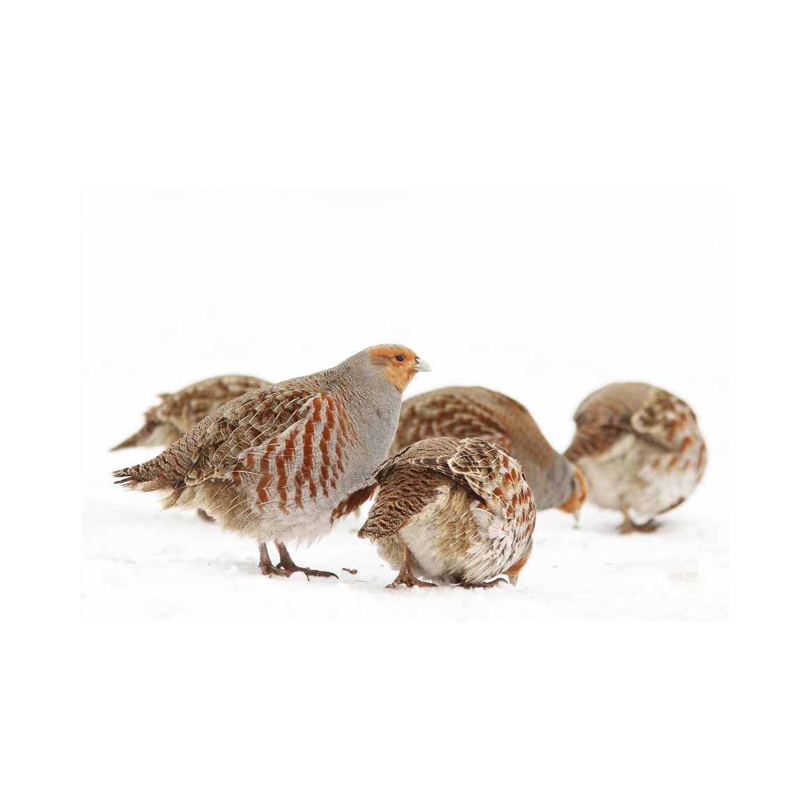 _Wildwuchs 2026 1×1 ThumbnailsHintergründe (1165 x 1165 px) (6)