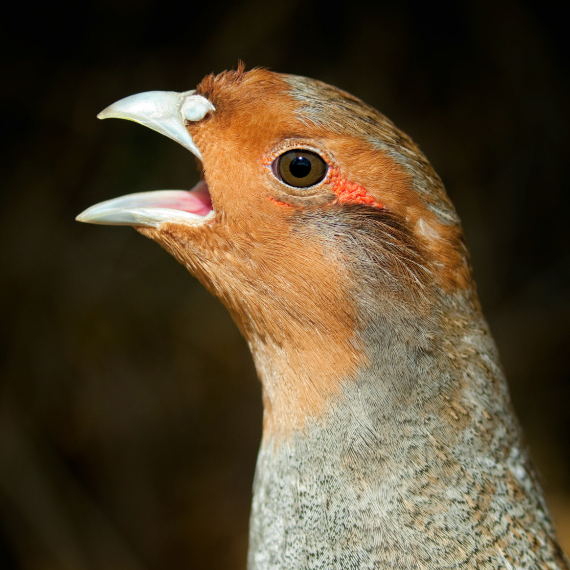 _Wildwuchs 2026 1×1 ThumbnailsHintergründe (1165 x 1165 px) (9)